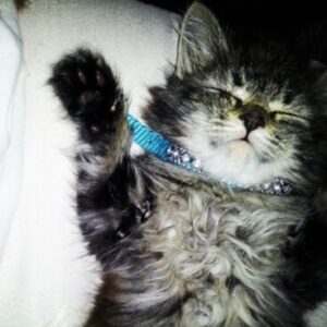 Profile photo of Pepelepu